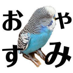 [LINEスタンプ] セキセイインコのアル