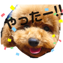[LINEスタンプ] cocomaru550550