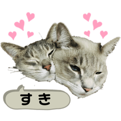 [LINEスタンプ] みぃ＆ちゃい 510