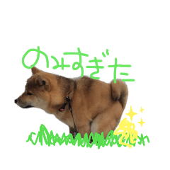 [LINEスタンプ] 柴犬 七実