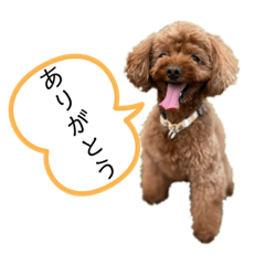 [LINEスタンプ] ショコラ＆こたろう