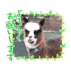 [LINEスタンプ] かわいいアルパカさんスタンプ③