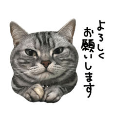 [LINEスタンプ] はんにゃーちょこ-実写版