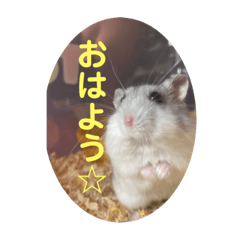 [LINEスタンプ] マメスタ(パールドワーフハムスター)