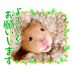 [LINEスタンプ] わんことハムちゃん