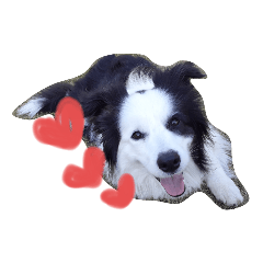[LINEスタンプ] ボーダー・コリーのパオとラン