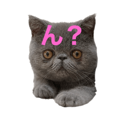 [LINEスタンプ] もずく(生後6ヶ月)スタンプ