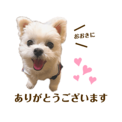 [LINEスタンプ] りんちゃんのごあいさつ。
