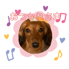 [LINEスタンプ] あんちゃこさん