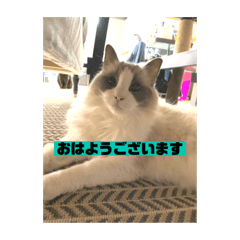 [LINEスタンプ] ごあいさつねこ
