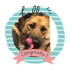 [LINEスタンプ] 愛犬のおめでとうシリーズ
