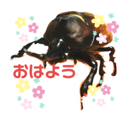 [LINEスタンプ] 国産カブトムシ