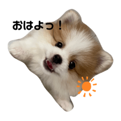 [LINEスタンプ] 天とらんま。そのいち