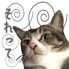[LINEスタンプ] うちの猫ガボとゴブのスタンプその2