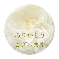 [LINEスタンプ] お花（日常使いそうな言葉）