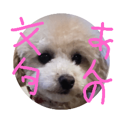[LINEスタンプ] ワンワンかもね