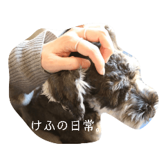 [LINEスタンプ] けふのLINEスタンプ①
