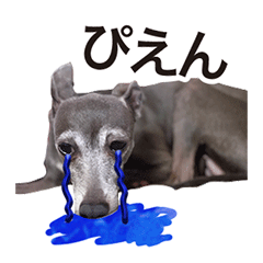 [LINEスタンプ] イタグレ ルーちゃん