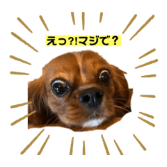 [LINEスタンプ] キャバ嬢✨りんスタンプ