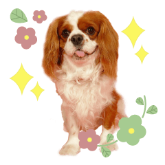 [LINEスタンプ] キャバリア日常スタンプ
