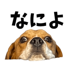 [LINEスタンプ] ビーグルのD.D.