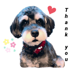[LINEスタンプ] ミニチュアシュナウザーのラブちゃん