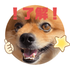 [LINEスタンプ] たろちゃんのスタンプだワン