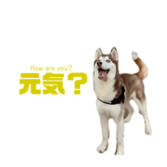 [LINEスタンプ] ばびぽんじちゃん② ハスキー