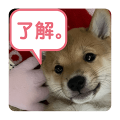 [LINEスタンプ] ハチ！