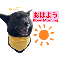 [LINEスタンプ] 甲斐犬サチ Kai Dog 'SACHI' stamp