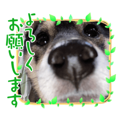[LINEスタンプ] さくらごろく