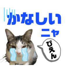 [LINEスタンプ] 使えるうちの猫スタンプ