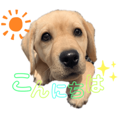 [LINEスタンプ] ラブラドールレトリーバー ぼく、ぽんず♂