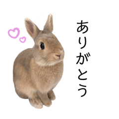 [LINEスタンプ] うさぎの "らい" のかわいいスタンプ