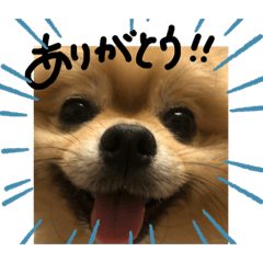 [LINEスタンプ] ポメラニアンむぎくんスタンプ