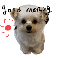 [LINEスタンプ] チワプーのかのんちゃん