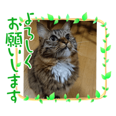 [LINEスタンプ] atlas ＆ marron 日和