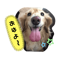 [LINEスタンプ] ダックスのりりちゃんと仲間（2nd）