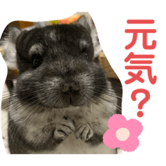 [LINEスタンプ] コトロの日常