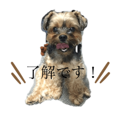 [LINEスタンプ] こたろうの気持ちスタンプ