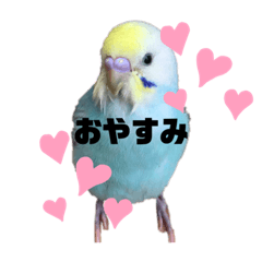 [LINEスタンプ] インコのこうめ