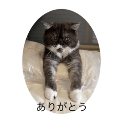 [LINEスタンプ] 困った顔の寧々たんスタンプ