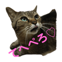 [LINEスタンプ] 変顔率高めの猫スタンプ♫