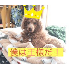 [LINEスタンプ] トイプのけーちゃん！2