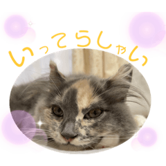 [LINEスタンプ] えり姫の日常③