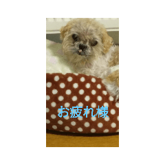 [LINEスタンプ] わんこダワン