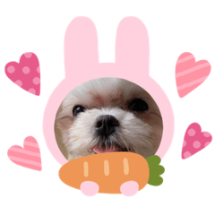 [LINEスタンプ] マルチーズのみぃちゃん