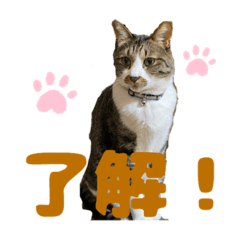 [LINEスタンプ] ねこちゃんスタンプ3