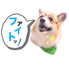 [LINEスタンプ] コーギー犬レオの日常2