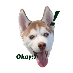 [LINEスタンプ] ばびぽんじちゃん ハスキー